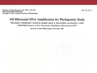 Vol. 173, No. 2JOURNAL OF BACTERIOLOGY, Jan. 1991, p. 697-703
0021-9193/91/020697-07$02.00/0
Copyright © 1991, American Society for Microbiology
16S Ribosomal DNA Amplification for Phylogenetic Study
WILLIAM G. WEISBURG,* SUSAN M. BARNS, DALE A. PELLETIER, AND DAVID J. LANE
GENE-TRAK Systems, 31 New York Avenue, Framingham, Massachusetts 01701
Received 16 April 1990/Accepted 7 November 1990
A set of oligonucleotide primers capable of initiating enzymatic amplification (polymerase chain reaction) on
a phylogenetically and taxonomically wide range of bacteria is described along with methods for their use and
examples. One pair of primers is capable of amplifying nearly full-length 16S ribosomal DNA (rDNA) from
many bacterial genera; the additional primers are useful for various exceptional sequences. Methods for
purification of amplified material, direct sequencing, cloning, sequencing, and transcription are outlined. An
obligate intracellular parasite of bovine erythrocytes, Anaplasma marginale, is used as an example; its 16S
rDNA was amplified, cloned, sequenced, and phylogenetically placed. Anaplasmas are related to the genera
Rickettsia and Ehrlichia. In addition, 16S rDNAs from several species were readily amplified from material
found in lyophilized ampoules from the American Type Culture Collection. By use of this method, the
phylogenetic study of extremely fastidious or highly pathogenic bacterial species can be carried out without the
need to culture them. In theory, any gene segment for which polymerase chain reaction primer design is
possible can be derived from a readily obtainable lyophilized bacterial culture.
The comparison of rRNA sequences is a powerful tool for
deducing phylogenetic and evolutionary relationships among
bacteria, archaebacteria, and eucaryotic organisms. These
sequences have been derived previously by methods includ-
ing oligonucleotide cataloging (6), sequencing of clones,
direct sequencing of RNA by using reverse transcriptase
(11), and sequencing of material amplified by polymerase
chain reaction (PCR) (3, 5, 15). The present study expands
on the use of DNA amplification technology for the study of
5% of this resuspended DNA was put into the PCR amplifi-
cation.
PCR amplification and purification of product. Approxi-
mately 1 to 3 ,ug of genomic DNA was amplified in a 100-pu
reaction by using the Geneamp kit (U.S. Biochemicals,
Cleveland, Ohio; presently, these kits are only available
from Perkin-Elmer Cetus, Norwalk, Conn.). When the ly-
ophilized ampoule DNA was amplified, 1 plI was routinely
used. Conditions consisted of25 to 35 cycles of 95°C (2 min),
http://jb.asm.orgDownloadedfrom
 