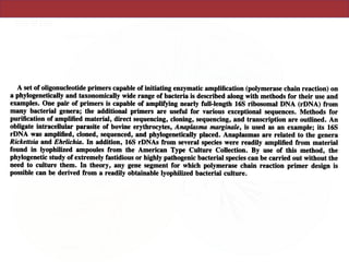 193/91/020697-07$02.00/0
ight © 1991, American Society for Microbiology
16S Ribosomal DNA Amplification for Phylogenetic Study
WILLIAM G. WEISBURG,* SUSAN M. BARNS, DALE A. PELLETIER, AND DAVID J. LANE
GENE-TRAK Systems, 31 New York Avenue, Framingham, Massachusetts 01701
Received 16 April 1990/Accepted 7 November 1990
A set of oligonucleotide primers capable of initiating enzymatic amplification (polymerase chain reaction) on
a phylogenetically and taxonomically wide range of bacteria is described along with methods for their use and
examples. One pair of primers is capable of amplifying nearly full-length 16S ribosomal DNA (rDNA) from
many bacterial genera; the additional primers are useful for various exceptional sequences. Methods for
purification of amplified material, direct sequencing, cloning, sequencing, and transcription are outlined. An
obligate intracellular parasite of bovine erythrocytes, Anaplasma marginale, is used as an example; its 16S
rDNA was amplified, cloned, sequenced, and phylogenetically placed. Anaplasmas are related to the genera
Rickettsia and Ehrlichia. In addition, 16S rDNAs from several species were readily amplified from material
found in lyophilized ampoules from the American Type Culture Collection. By use of this method, the
phylogenetic study of extremely fastidious or highly pathogenic bacterial species can be carried out without the
need to culture them. In theory, any gene segment for which polymerase chain reaction primer design is
possible can be derived from a readily obtainable lyophilized bacterial culture.
e comparison of rRNA sequences is a powerful tool for
ing phylogenetic and evolutionary relationships among
ia, archaebacteria, and eucaryotic organisms. These
nces have been derived previously by methods includ-
ligonucleotide cataloging (6), sequencing of clones,
sequencing of RNA by using reverse transcriptase
and sequencing of material amplified by polymerase
reaction (PCR) (3, 5, 15). The present study expands
e use of DNA amplification technology for the study of
5% of this resuspended DNA was put into the PCR amp
cation.
PCR amplification and purification of product. Appr
mately 1 to 3 ,ug of genomic DNA was amplified in a 1
reaction by using the Geneamp kit (U.S. Biochemic
Cleveland, Ohio; presently, these kits are only avai
from Perkin-Elmer Cetus, Norwalk, Conn.). When th
ophilized ampoule DNA was amplified, 1 plI was rout
used. Conditions consisted of25 to 35 cycles of 95°C (2
 