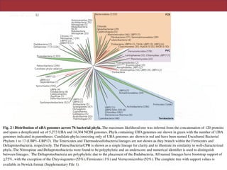 ARTICLESNATURE MICROBIOLOGY
38 classes (18.0%) within this domain. Similarily, the archaeal UBA Only UBP9, UAP2 and UAP3 could be further taxonomically
Proteobacteria (2,101)
Deltaproteo. (1-3) (226)
Dadabacteria (2) MBNT15 (2)
UBP10 (2)
Nitrospirae_1 (19)
Chrysio. (1)
NC10
Rokubacteria
Modulibacteria
Nitrospirae (23)
Nitrospinae (5)
Acidobacteria (35)
Aminicenantes (10)
Chlorobi
Bacteroidetes (1,513)
Ignavibacteriae (29)
Calditrichaeota (5)
Marinimicrobia (46), UBP11 (1)
Fibrobacteres (17), Gemmatimonadetes (39)
Zixibacteria, UBP14 (1), TA06, UBP1 (3), UBP2 (6)
Cloacimonetes (31), Hyd24-12 (5), WOR-3 (10)
Lentisphaerae (12), Chlamydiae, UBP17 (1)
Verrucomicrobia (178)
Planctomycetes (61)
Hydrogenedentes (2)
Poribacteria
Elusimicrobia (23)
Aerophobetes, UBP5 (2)
Omnitrophica (14), UBP3 (4), UBP4 (2)
Firmicutes (1,666)
Armatimonadetes (24)
UBP13 (1)
Actinobacteria (336)
Deinococcus-thermus (6)
Chloroﬂexi (182)
UBP9/SHA-109 (8)
UBP12 (1)
Cyanobacteria (48)Thermotogae (11)
Acetothermia (10)
Dictyoglomi
Coprothermo.
Caldiserica (5)
Synergistetes (47)
Atribacteria (5)
UBP16 (1)
UBP15 (1)
Epsilonproteobacteria (52)
Calescamantes
Spirochaetes (135)
UBP8 (5)
UBP7 (2)
Patescibacteria (245)
'Candidate phyla radiation'
UBP6 (4)
Aquiﬁcae (1)
Deferribacteres (5)
Fusobacteria (8)
Dependentiae (1)
Latescibacteria (4)
0.1 FCB
PVC
Terrabacteria
Fig. 2 | Distribution of UBA genomes across 76 bacterial phyla. The maximum likelihood tree was inferred from the concatenation of 120 proteins and
spans a dereplicated set of 5,273 UBA and 14,304 NCBI genomes. Phyla containing UBA genomes are shown in green with the number of UBA genomes
indicated in parentheses. Candidate phyla consisting only of UBA genomes are shown in red and have been named Uncultured Bacterial Phylum 1 to 17
(UBP1–UBP17). The Tenericutes and Thermodesulfobacteria lineages are not shown as they branch within the Firmicutes and Deltaproteobacteria,
respectively. The Patescibacteria/CPR is shown as a single lineage for clarity and to illustrate its similarity to well-characterized phyla. The Nitrospirae
and Deltaproteobacteria were found to be polyphyletic and an underscore and numerical identifier is used to distinguish between lineages.
The Deltaproteobacteria are polyphyletic due to the placement of the Dadabacteria. All named lineages have bootstrap support of ≥75%, with the exception of the
Chrysiogenetes (55%), Firmicutes (1%) and Verrucomicrobia (52%). The complete tree with support values is available in Newick format (Supplementary File 1).
Fig. 2 | Distribution of uBA genomes across 76 bacterial phyla. The maximum likelihood tree was inferred from the concatenation of 120 proteins
and spans a dereplicated set of 5,273 UBA and 14,304 NCBI genomes. Phyla containing UBA genomes are shown in green with the number of UBA
genomes indicated in parentheses. Candidate phyla consisting only of UBA genomes are shown in red and have been named Uncultured Bacterial
Phylum 1 to 17 (UBP1–UBP17). The Tenericutes and Thermodesulfobacteria lineages are not shown as they branch within the Firmicutes and
Deltaproteobacteria, respectively. The Patescibacteria/CPR is shown as a single lineage for clarity and to illustrate its similarity to well-characterized
phyla. The Nitrospirae and Deltaproteobacteria were found to be polyphyletic and an underscore and numerical identiﬁer is used to distinguish
between lineages. The Deltaproteobacteria are polyphyletic due to the placement of the Dadabacteria. All named lineages have bootstrap support of
≥75%, with the exception of the Chrysiogenetes (55%), Firmicutes (1%) and Verrucomicrobia (52%). The complete tree with support values is
available in Newick format (Supplementary File 1).
 