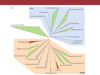 TICLES NATURE MICROBIOLOGY
Euryarchaeota (538)
Crenarchaeota (11)
Korarchaeota
Verstraetearchaeota (2)
Thaumarchaeota (26)
Aigarchaeota
Bathyarchaeota (3)
Thorarchaeota
Lokiarchaeota
UAP3/AAG (1)
Woesearchaeota_2 (2)
Pacearchaeota (3)
Woesearchaeota (6)
UAP1 (2)
Parvarchaeota (11)
Nanoarchaeota
Nanohaloarchaeota
Aenigmarchaeota
Micrarchaeota (12)
Diapherotrites (1)
UAP2/MHVG(4)
0.1
DPANN
TACK
 