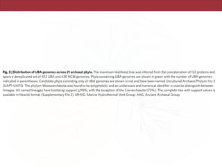 including 245 UBA genomes) and Firmicutes (25,992 genomes,
including 1,666 UBA genomes) is 11.2% and 25.1%, respectively
(Fig.  5). Restricting results to bacterial UBA genomes meeting
our near-complete or medium-quality criteria still results in PGs
of ~17% and 30%, respectively. The near-complete and medium-
quality archaeal UBA genomes provide a phylogenetic gain of 10%
and 29%, respectively (Supplementary Table 8).
Genomic representation of several bacterial lineages was greatly
expanded by the UBA genomes (Fig. 5). The bacterial phyla with the
largest increase in PD were the underrepresented Aminicenantes,
Gemmatimonadetes, Lentisphaerae and Omnitrophica lineages (PG
of >75%). Over 75% of the bacterial UBA genomes belong to the
Actinobacteria, Bacteroidetes, Firmicutes and Proteobacteria. These
as the Micrarchaeota, Pacearchaeota and Woesearchaeota which all
had a PG of >35%.
Improved genomic representatives within several lineages. There
are 12 bacterial phyla where the UBA genomes are estimated to
be the highest-quality representatives (Supplementary Table  17).
Among these is the Aminicenantes, where the number of avail-
able genomes increased from 37 to 47 with the addition of the
UBA genomes, and the highest-quality genome improved from
86.9% to 91.9% complete, with the five highest-quality genomes all
being UBA genomes. There are currently seven Hydrogenedentes
genomes (five NCBI and two UBA), with the two highest-quality
representatives being UBA genomes and appreciably improving
UAP3/AAG (1)
Woesearchaeota_2 (2)
Pacearchaeota (3)
Woesearchaeota (6)
UAP1 (2)
Parvarchaeota (11)
Nanoarchaeota
Nanohaloarchaeota
Aenigmarchaeota
Micrarchaeota (12)
Diapherotrites (1)
DPANN
Fig. 3 | Distribution of UBA genomes across 21 archaeal phyla. The maximum likelihood tree was inferred from the concatenation of 122 proteins and
spans a dereplicated set of 453 UBA and 630 NCBI genomes. Phyla containing UBA genomes are shown in green with the number of UBA genomes
indicated in parentheses. Candidate phyla consisting only of UBA genomes are shown in red and have been named Uncultured Archaeal Phylum 1 to 3
(UAP1–UAP3). The phylum Woesearchaeota was found to be polyphyletic and an underscore and numerical identifier is used to distinguish between
lineages. All named lineages have bootstrap support ≥90%, with the exception of the Crenarchaeota (73%). The complete tree with support values is
available in Newick format (Supplementary File 2). MHVG, Marine Hydrothermal Vent Group; AAG, Ancient Archaeal Group.
 