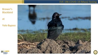 EVE198 Fall2020 "Covid Mass Testing" Class 1 Introduction