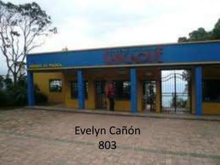 Evelyn Cañón 803   