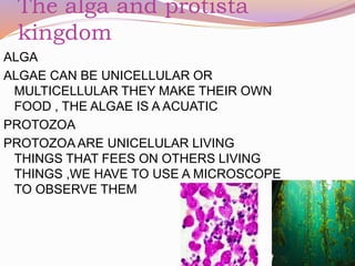 The alga and protista
kingdom
ALGA
ALGAE CAN BE UNICELLULAR OR
MULTICELLULAR THEY MAKE THEIR OWN
FOOD , THE ALGAE IS A ACUATIC
PROTOZOA
PROTOZOA ARE UNICELULAR LIVING
THINGS THAT FEES ON OTHERS LIVING
THINGS ,WE HAVE TO USE A MICROSCOPE
TO OBSERVE THEM
 