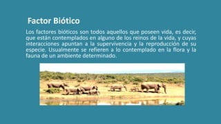 Factor Biótico
Los factores bióticos son todos aquellos que poseen vida, es decir,
que están contemplados en alguno de los reinos de la vida, y cuyas
interacciones apuntan a la supervivencia y la reproducción de su
especie. Usualmente se refieren a lo contemplado en la flora y la
fauna de un ambiente determinado.
 