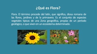 ¿Qué es Flora?
Flora. El término procede del latín, que significa, diosa romana de
las flores, jardines y de la primavera. Es el conjunto de especies
vegetales típicas de una Zona geográfica, propias de un período
geológico,oquevivenenunecosistemadeterminado.
 