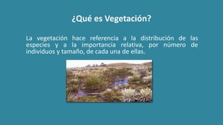 ¿Qué es Vegetación?
La vegetación hace referencia a la distribución de las
especies y a la importancia relativa, por número de
individuos y tamaño, de cada una de ellas.
 