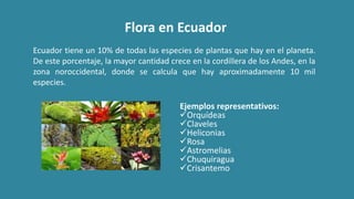 Flora en Ecuador
Ecuador tiene un 10% de todas las especies de plantas que hay en el planeta.
De este porcentaje, la mayor cantidad crece en la cordillera de los Andes, en la
zona noroccidental, donde se calcula que hay aproximadamente 10 mil
especies.
Ejemplos representativos:
Orquídeas
Claveles
Heliconias
Rosa
Astromelias
Chuquiragua
Crisantemo
 