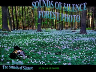 15.06.10   11:59 AM Bandari The Sounds of Silence SOUNDS OF SILENCE FOREST PHOTO 