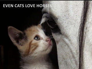 Even Cats Love Horses