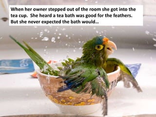 When her owner stepped out of the room she got into the
tea cup. She heard a tea bath was good for the feathers.
But she never expected the bath would…
 