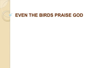 EVEN THE BIRDS PRAISE GOD
 