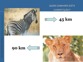 45 km 90 km QUEM GANHARÁ ESTA COMPETIÇÃO? 