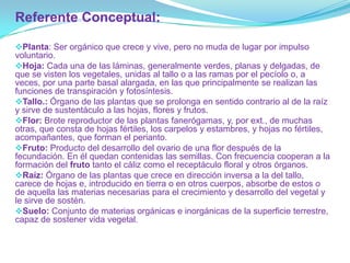 Referente Conceptual:

Planta: Ser orgánico que crece y vive, pero no muda de lugar por impulso
voluntario.
Hoja: Cada una de las láminas, generalmente verdes, planas y delgadas, de
que se visten los vegetales, unidas al tallo o a las ramas por el pecíolo o, a
veces, por una parte basal alargada, en las que principalmente se realizan las
funciones de transpiración y fotosíntesis.
Tallo.: Órgano de las plantas que se prolonga en sentido contrario al de la raíz
y sirve de sustentáculo a las hojas, flores y frutos.
Flor: Brote reproductor de las plantas fanerógamas, y, por ext., de muchas
otras, que consta de hojas fértiles, los carpelos y estambres, y hojas no fértiles,
acompañantes, que forman el perianto.
Fruto: Producto del desarrollo del ovario de una flor después de la
fecundación. En él quedan contenidas las semillas. Con frecuencia cooperan a la
formación del fruto tanto el cáliz como el receptáculo floral y otros órganos.
Raíz: Órgano de las plantas que crece en dirección inversa a la del tallo,
carece de hojas e, introducido en tierra o en otros cuerpos, absorbe de estos o
de aquella las materias necesarias para el crecimiento y desarrollo del vegetal y
le sirve de sostén.
Suelo: Conjunto de materias orgánicas e inorgánicas de la superficie terrestre,
capaz de sostener vida vegetal.
 
