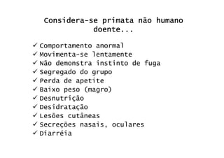 ConsideraConsideraConsideraConsidera----se primata não humanose primata não humanose primata não humanose primata não humano
doente...doente...doente...doente...
Comportamento anormal
Movimenta-se lentamente
Não demonstra instinto de fuga
Segregado do grupo
Perda de apetite
Baixo peso (magro)
Desnutrição
Desidratação
Lesões cutâneas
Secreções nasais, oculares
Diarréia
 