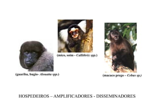 (mico, soim - Callithrix spp.)
(guariba, bugio- Alouatta spp.)
HOSPEDEIROS – AMPLIFICADORES - DISSEMINADORES
(macaco prego – Cebus sp.)
 