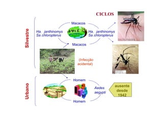 Silvestre
Macacos
Ha. janthinomys
Sa.chloropterus
Macacos
Ha. janthinomys
Sa.chloropterus
(Infecção
acidental)
Homem
Homem
Aedes
aegypti
Aedes
aegypti
Urbano
ausente
desde
1942
CICLOS
 