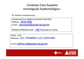 1º) Notificar Imediatamente:
Condutas Caso Suspeito
Investigação Epidemiológica :
Coordenadoria de Vigilância Ambiental (SES-MG)
Telefone – 3916-0382
E-mail - zoonoses@saude.mg.gov.br
DISQUE EPIDEMIOLOGIA – 155 (População em Geral)
CIEVS – MG:
Telefones: (31) 97446983 e (31) 3235-5981
E-mail: notifica.se@saude.mg.gov.br
 