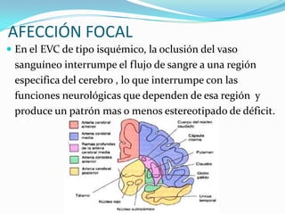 AFECCIÓN FOCAL
 En el EVC de tipo isquémico, la oclusión del vaso
 sanguíneo interrumpe el flujo de sangre a una región
 especifica del cerebro , lo que interrumpe con las
 funciones neurológicas que dependen de esa región y
 produce un patrón mas o menos estereotipado de déficit.
 