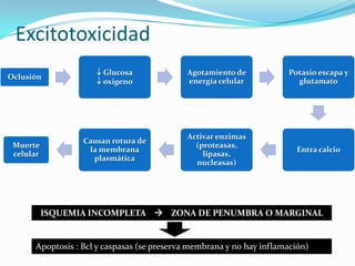 Excitotoxicidad
                      Glucosa              Agotamiento de            Potasio escapa y
Oclusión
                      oxigeno              energía celular             glutamato




                                            Activar enzimas
                  Causan rotura de
 Muerte                                       (proteasas,
                   la membrana                                          Entra calcio
 celular                                        lipasas,
                    plasmática
                                              nucleasas)




           ISQUEMIA INCOMPLETA  ZONA DE PENUMBRA O MARGINAL


      Apoptosis : Bcl y caspasas (se preserva membrana y no hay inflamación)
 