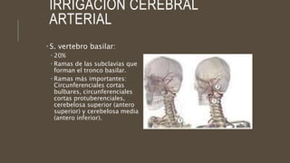 IRRIGACIÓN CEREBRAL
ARTERIAL
 S. vertebro basilar:
 20%
 Ramas de las subclavias que
forman el tronco basilar.
 Ramas más importantes:
Circunferenciales cortas
bulbares, circunferenciales
cortas protuberenciales,
cerebelosa superior (antero
superior) y cerebelosa media
(antero inferior).
 