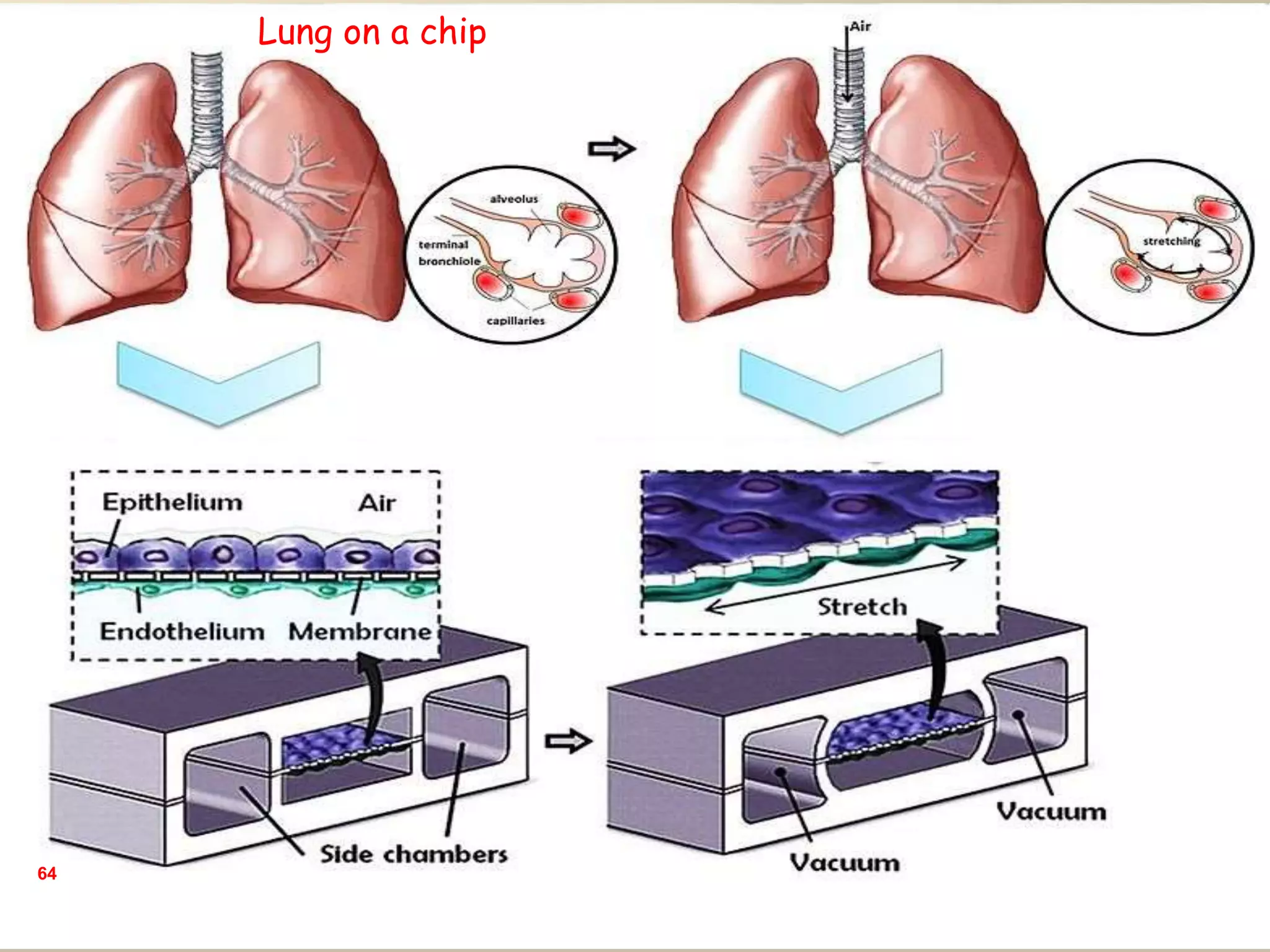 64
Lung on a chip
 