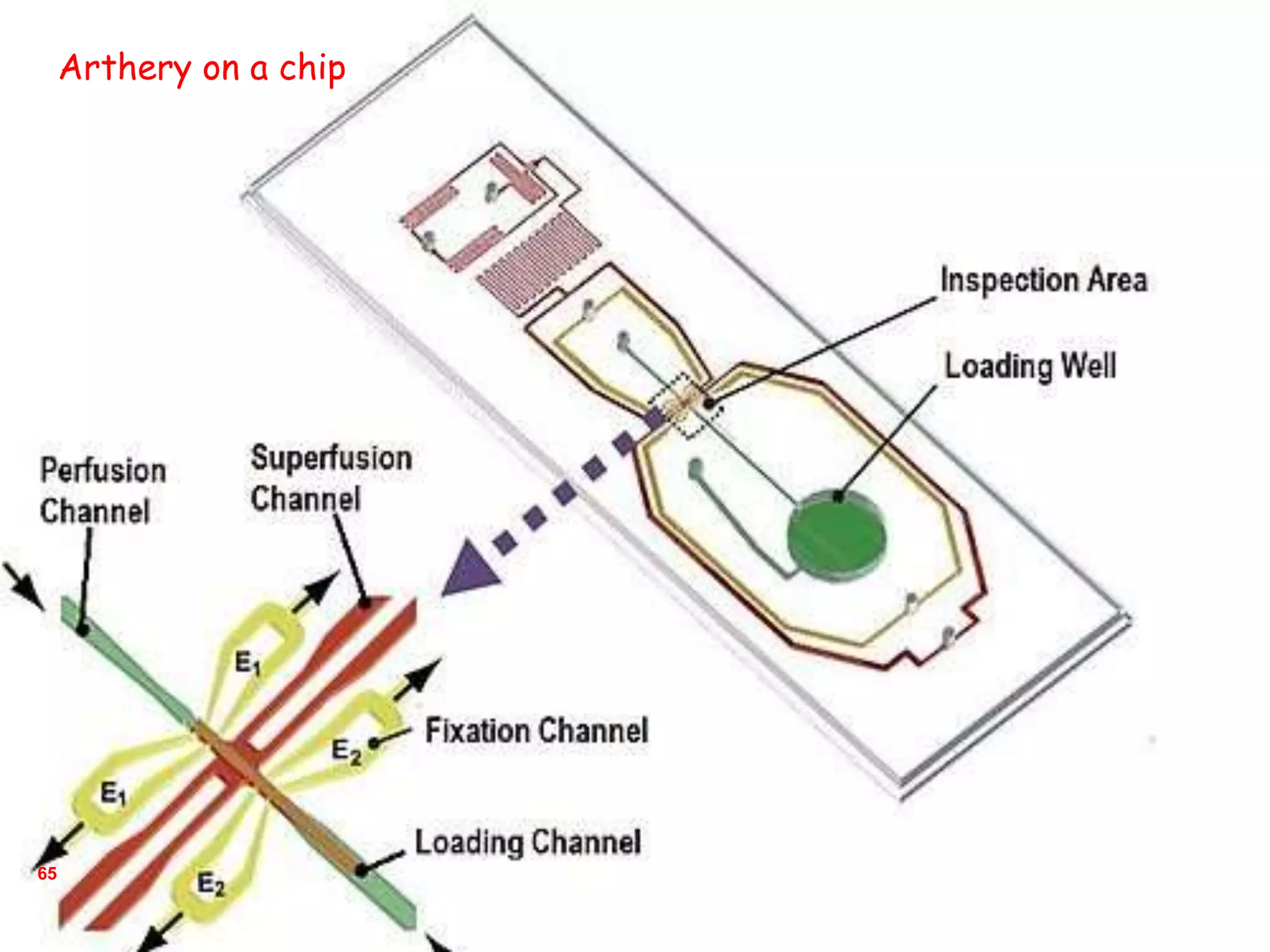 65
Arthery on a chip
 