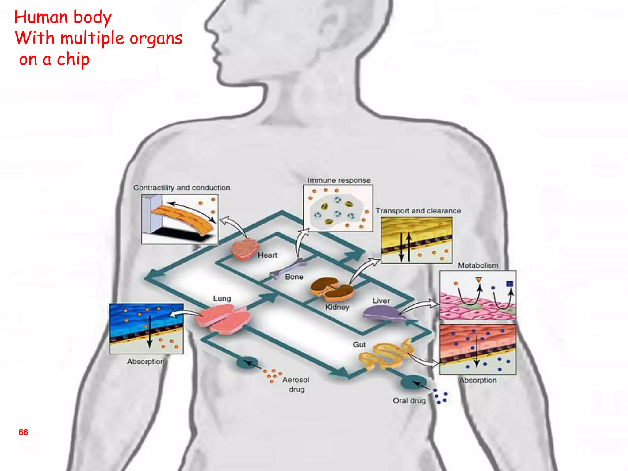66
Human body
With multiple organs
on a chip
 
