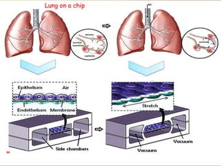 64
Lung on a chip
 