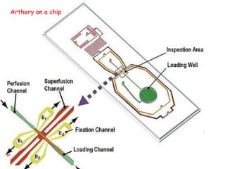 65
Arthery on a chip
 