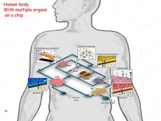 66
Human body
With multiple organs
on a chip
 