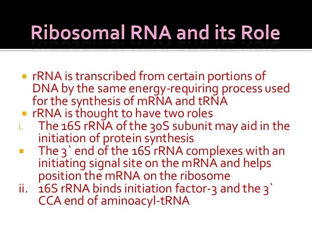 ribosomes and protein synthesis sequence of events ribosomes and protein synthesis sequence of events
