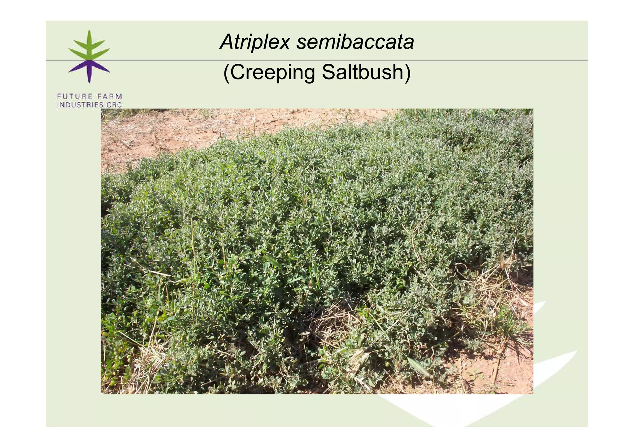 Atriplex semibaccata
(Creeping Saltbush)
 
