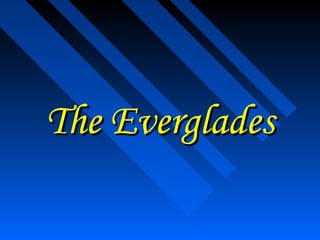 The Everglades
 