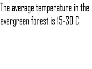 Evergreen forest | PPT