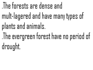 Evergreen forest | PPT