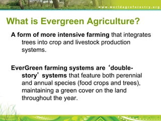 Evergreen agriculture