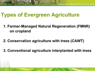 Evergreen agriculture