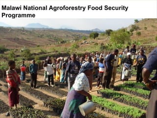 Evergreen agriculture