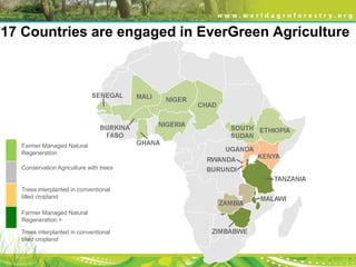 Evergreen agriculture