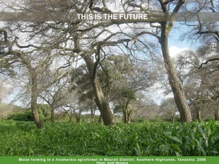 Evergreen agriculture