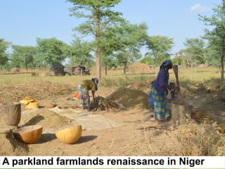 Evergreen agriculture