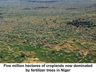 Evergreen agriculture