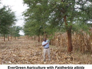 Evergreen agriculture