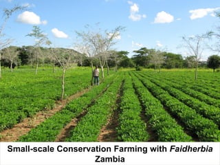 Evergreen agriculture