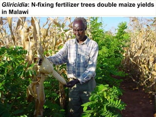 Evergreen agriculture