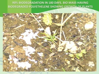 90% BIODEGRADATION IN 180 DAYS. BIO MASS HAVING
BIODEGRADED POLYETHELENE SHOWNG GROWTH OF PLANTS
 