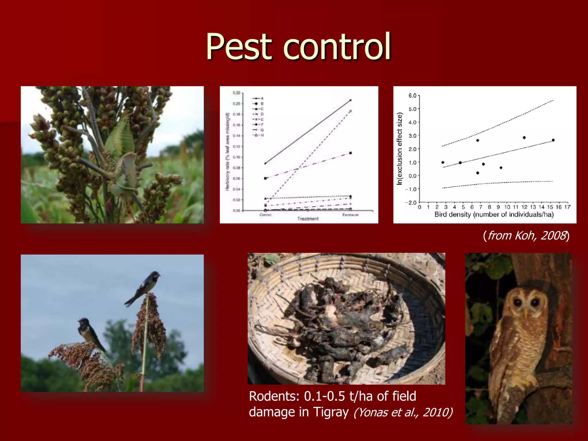 Pest control
Rodents: 0.1-0.5 t/ha of field
damage in Tigray (Yonas et al., 2010)
(from Koh, 2008)
 
