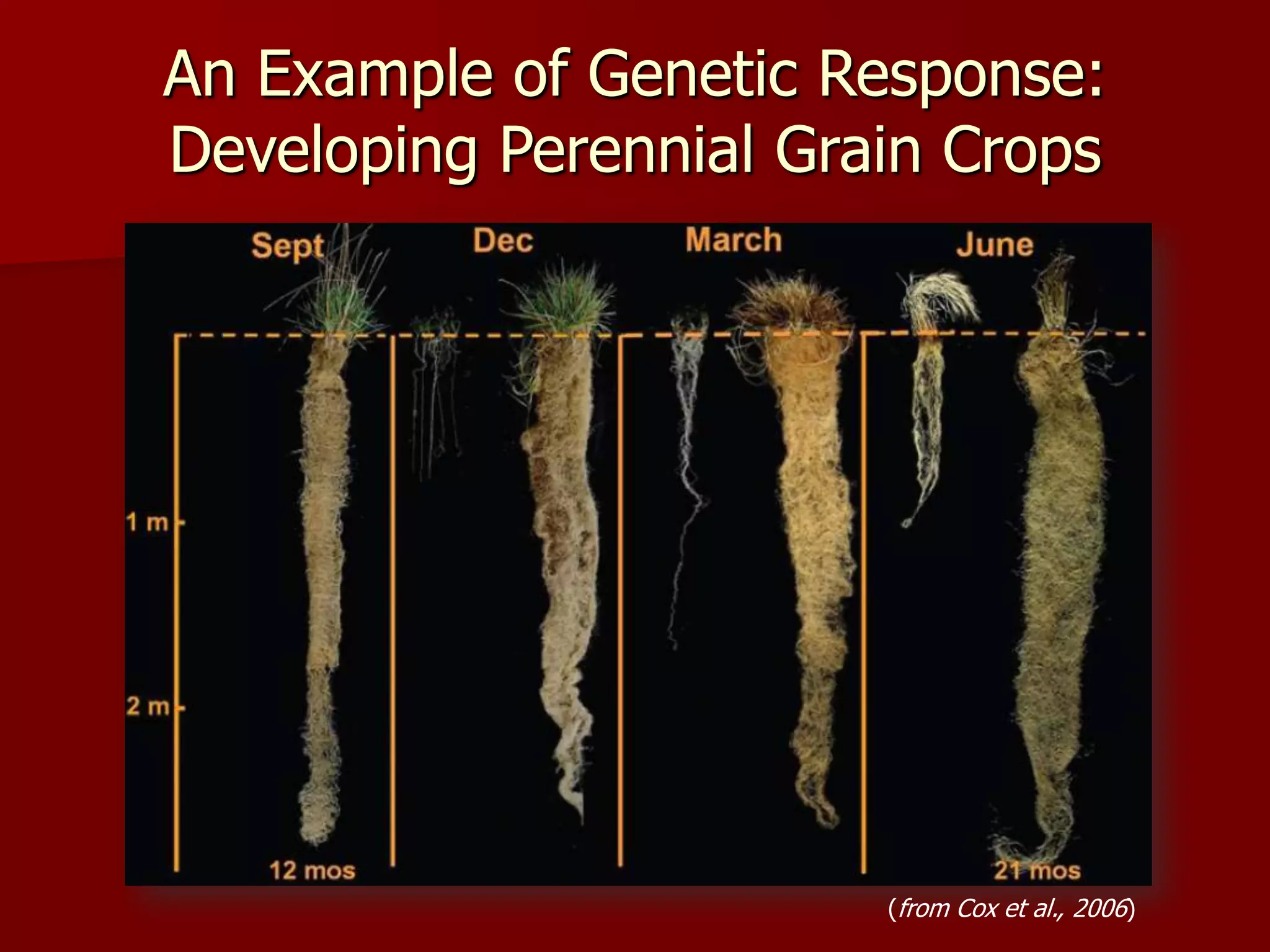 (from Cox et al., 2006)
An Example of Genetic Response:
Developing Perennial Grain Crops
 
