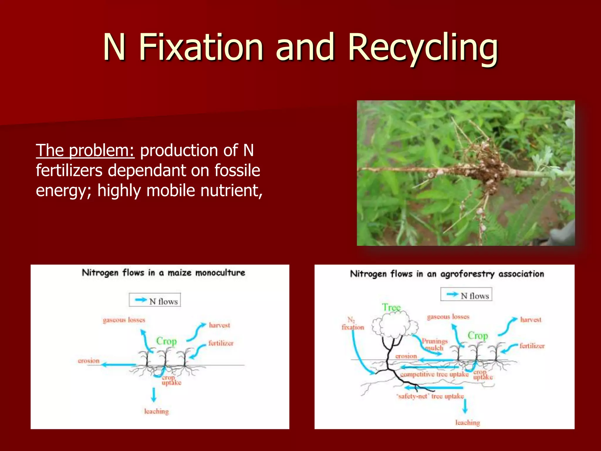 N Fixation and Recycling
The problem: production of N
fertilizers dependant on fossile
energy; highly mobile nutrient,
 